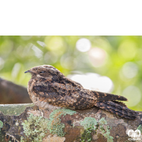 گونه شبگرد هندی Indian Nightjar